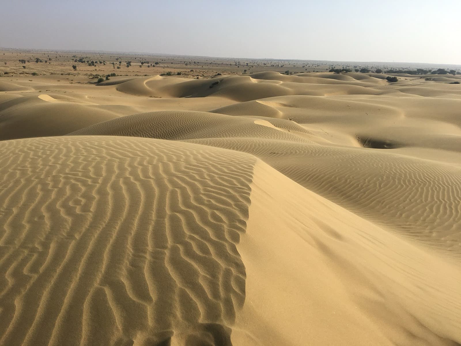 Panoramic view of the Sam Sand Dunes near Jaisalmer, Rajasthan